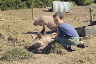 Caherbeg Free Range Pork Products